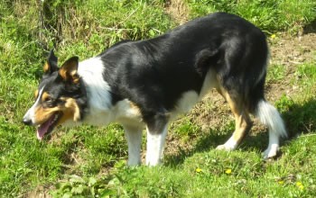 ISDS 293589 WM-Teilnehmer 2011 EM-Teilnehmer 2014 Zuchtrüde HD B CEA/PRA frei 15.01.2010, 04.04.2012 CEA Genotyp Normal  Wurfdatum: 21.11.2007 